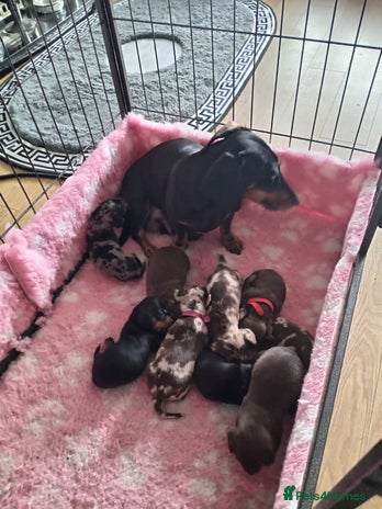 Miniature Dachshund dogs - Advert 9