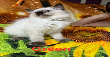 Ragdoll cats - Advert 16
