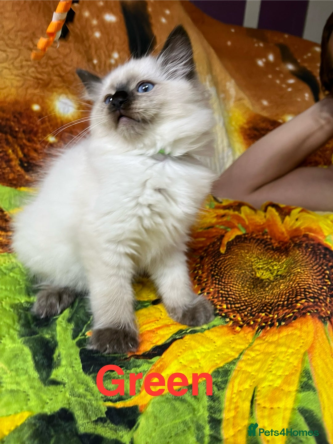 Ragdoll cats for sale: 🐈❤️5 Pure Ragdolls Waiting for Loving Family❗️❤️ - Image 3