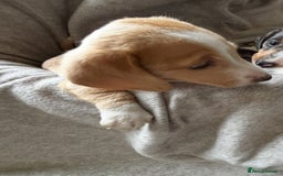 Miniature Dachshund dogs for sale: Shaded red miniature dachshund for sale - Image 8