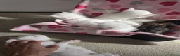 Maine Coon cats for sale: Maine coon Polydactyl  - Advert 27