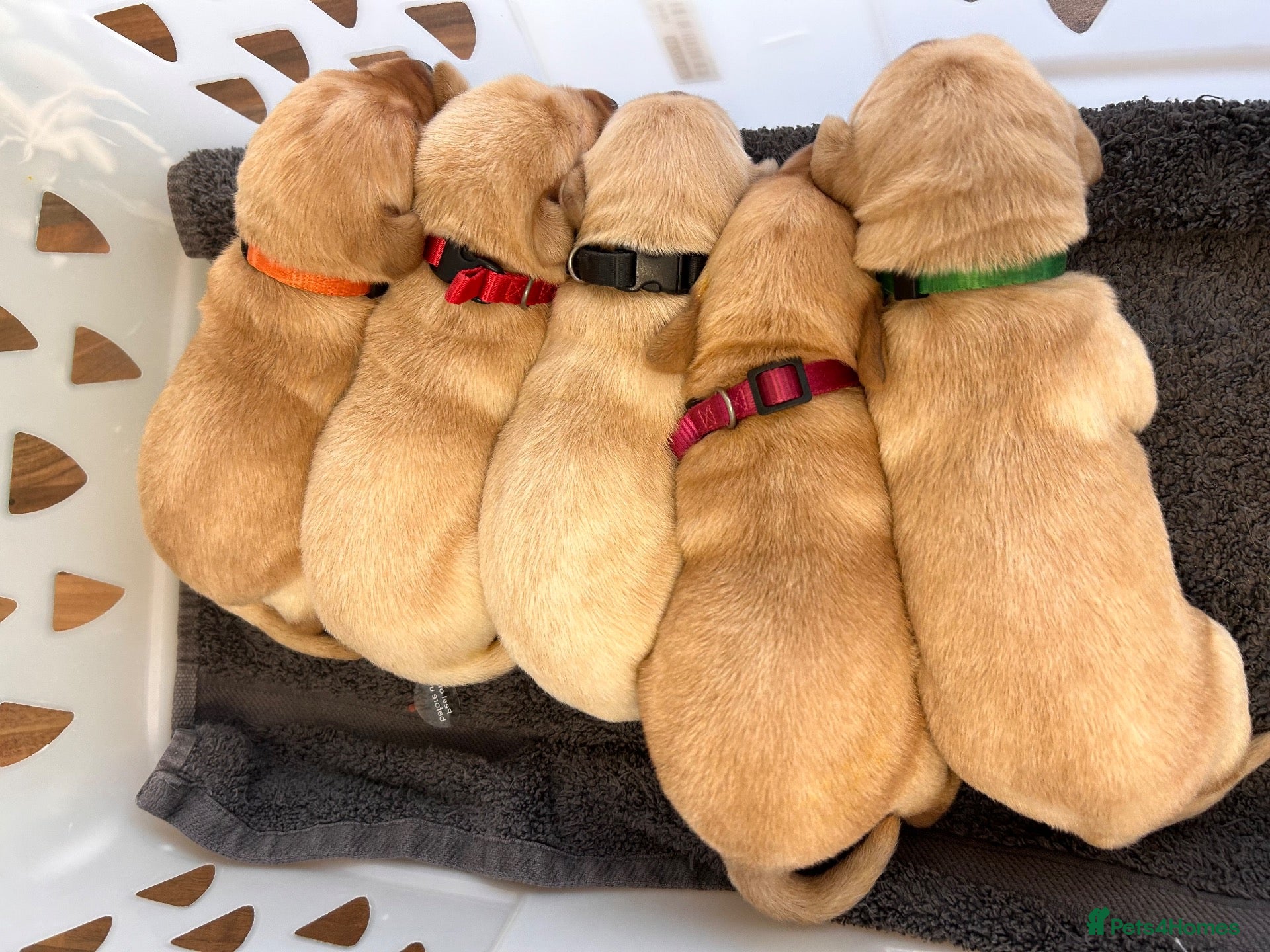 Labrador Retriever dogs for sale: Kennel Club (KC) Registered puppies 🐾🐾 - Advert 18