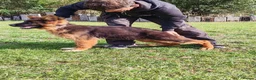 German Shepherd dogs for sale: German Shepherd Puppies-show-line parents - Advert 7