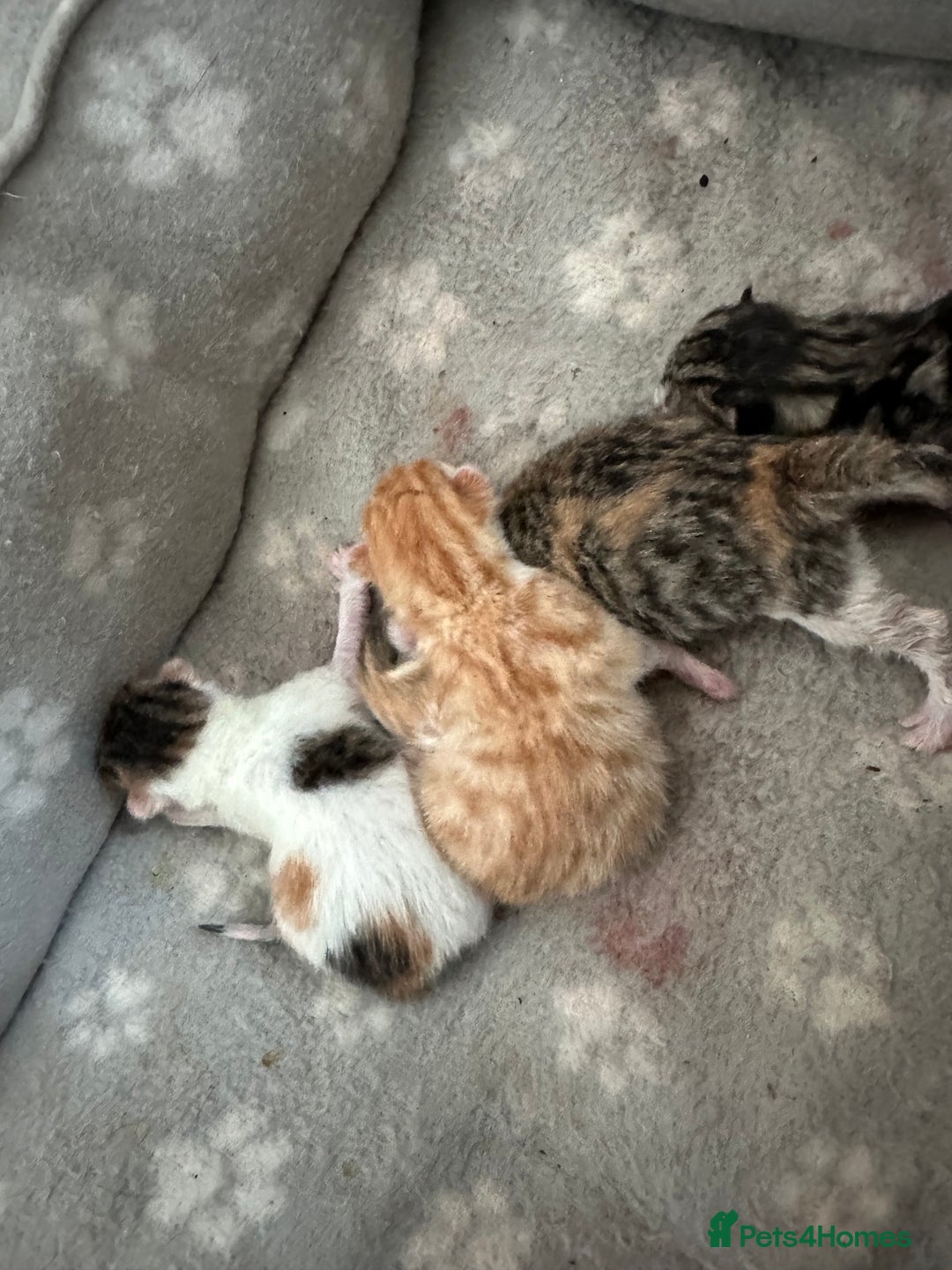 Mixed Breed cats for sale: Beautiful kittens  - Image 3