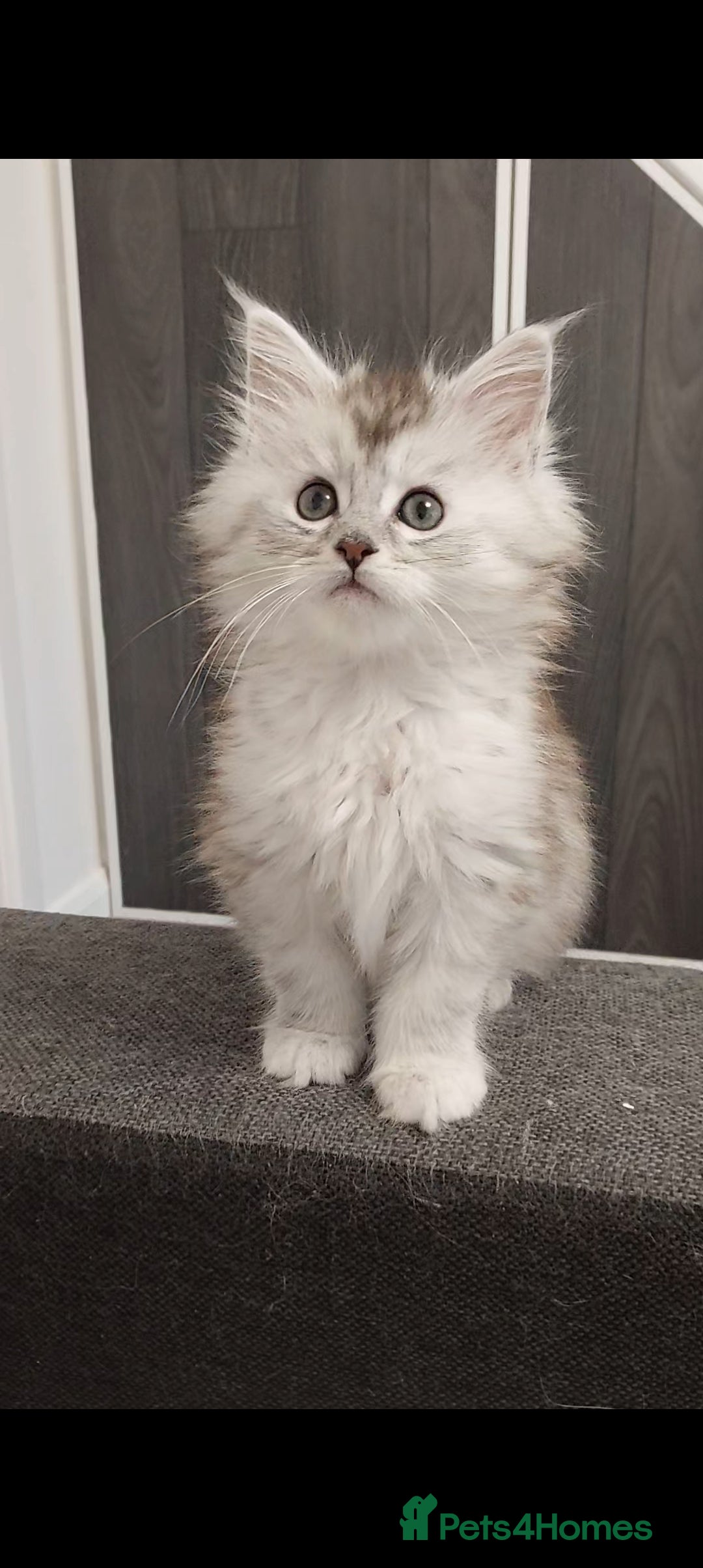 Maine Coon cats ❤️❤️❤️Maine Coon  kittens❤️❤️ - Advert 1