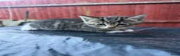 Domestic Shorthair cats for sale: Kittens available xx - Advert 2
