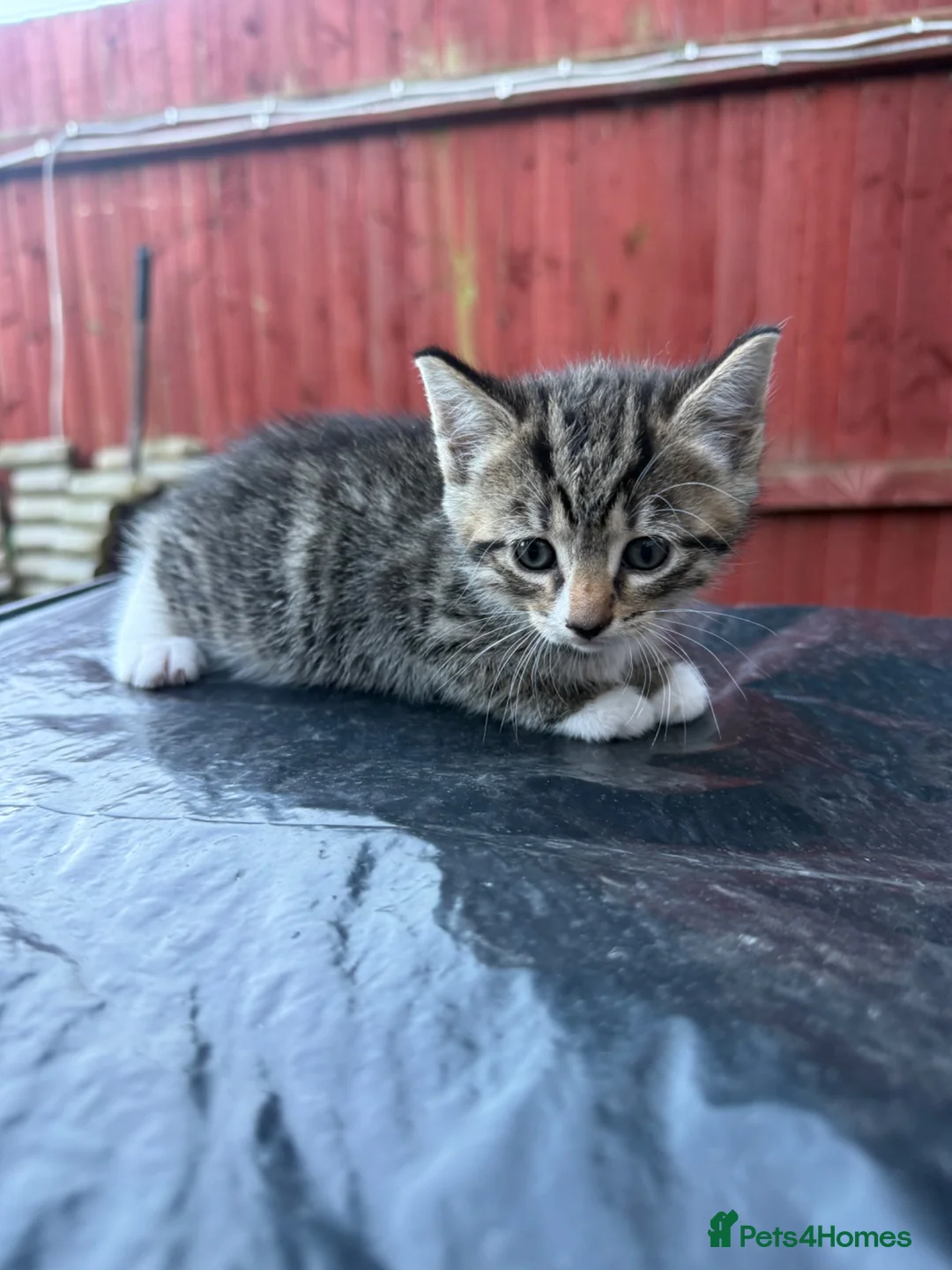 Domestic Shorthair cats for sale: Kittens available xx - Advert 2