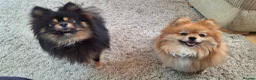 Pomeranian dogs for sale: Beautiful pomeranian pups due in 3wks time in Weston-super-Mare - Advert 6