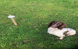 Sprocker dogs for sale: Male Chocolate Sprocker  - Image 4