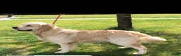 Golden Retriever dogs for sale: Kc registered Fully health tested parents  - Advert 30
