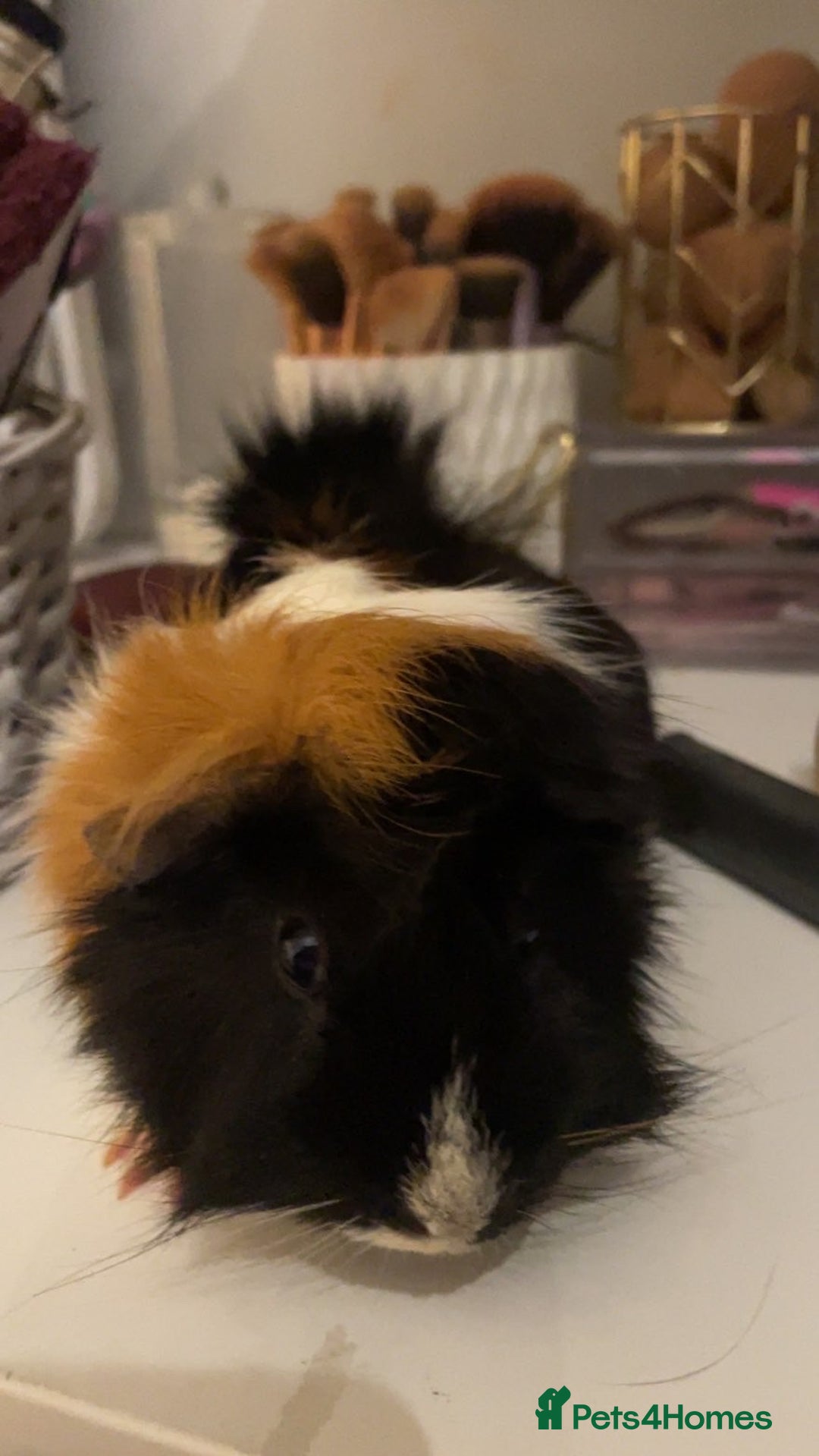 Guinea Pig rodents for sale: Male guinea pigs for sale - Advert 3