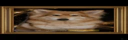 German Shepherd dogs for sale: Shawhead Shepherds  - Advert 9