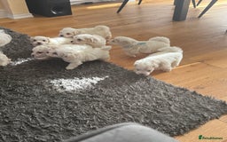 Bichon Frise dogs for sale: Bichon frise  - Image 6