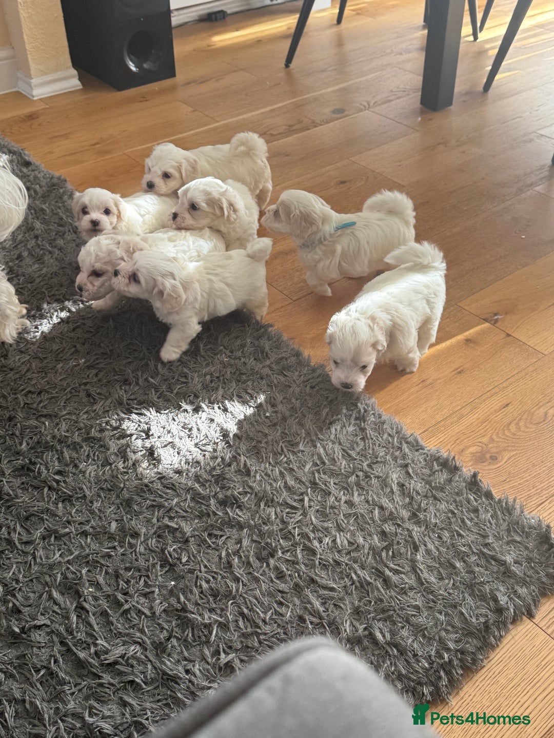 Bichon Frise dogs for sale: Bichon frise  - Image 6