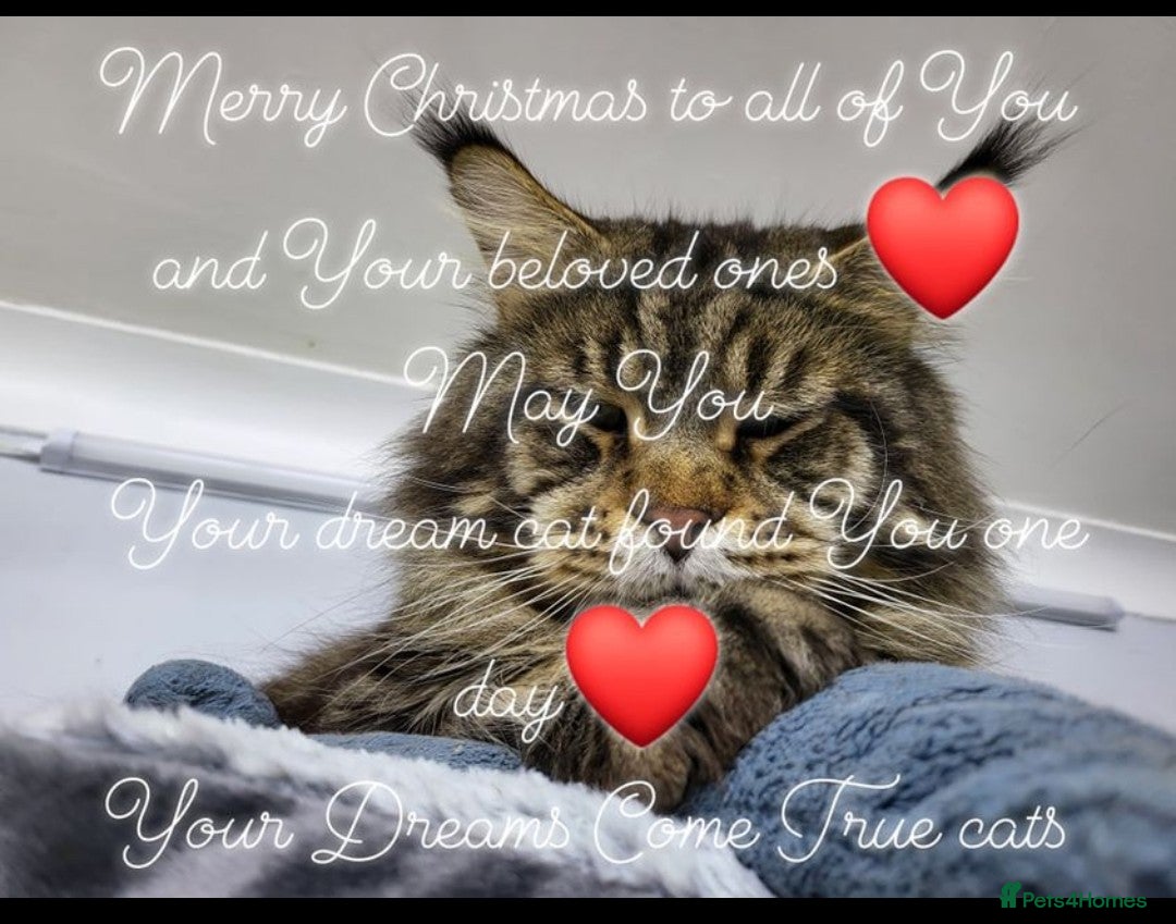 Maine Coon cats Pedigree Maine Coon boy  - Advert 3