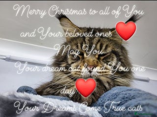 Maine Coon cats Pedigree Maine Coon boy - Advert 2