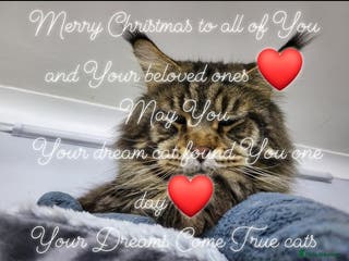 Maine Coon cats Pedigree Maine Coon boy - Advert 1