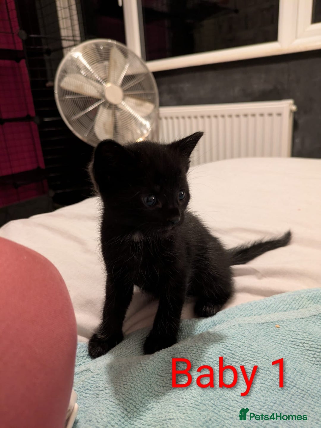 Mixed Breed cats for sale: Ready for our new adventure 🐾 - Image 6