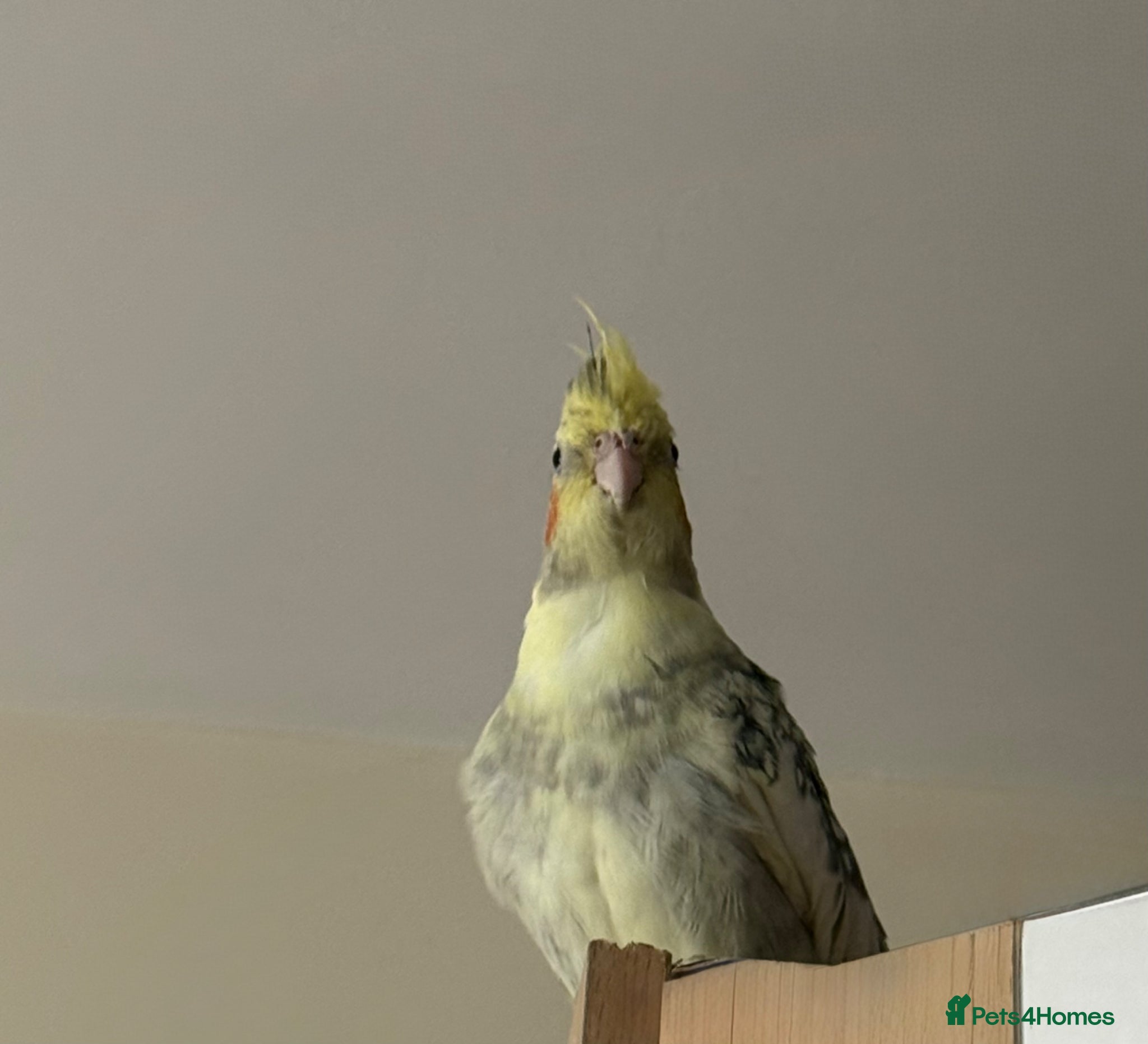 Cockatiels birds Female Cockatiel Looking for a Loving Home - Advert 15