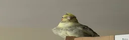 Cockatiels birds for sale: Female Cockatiel Looking for a Loving Home in Spalding - Advert 1