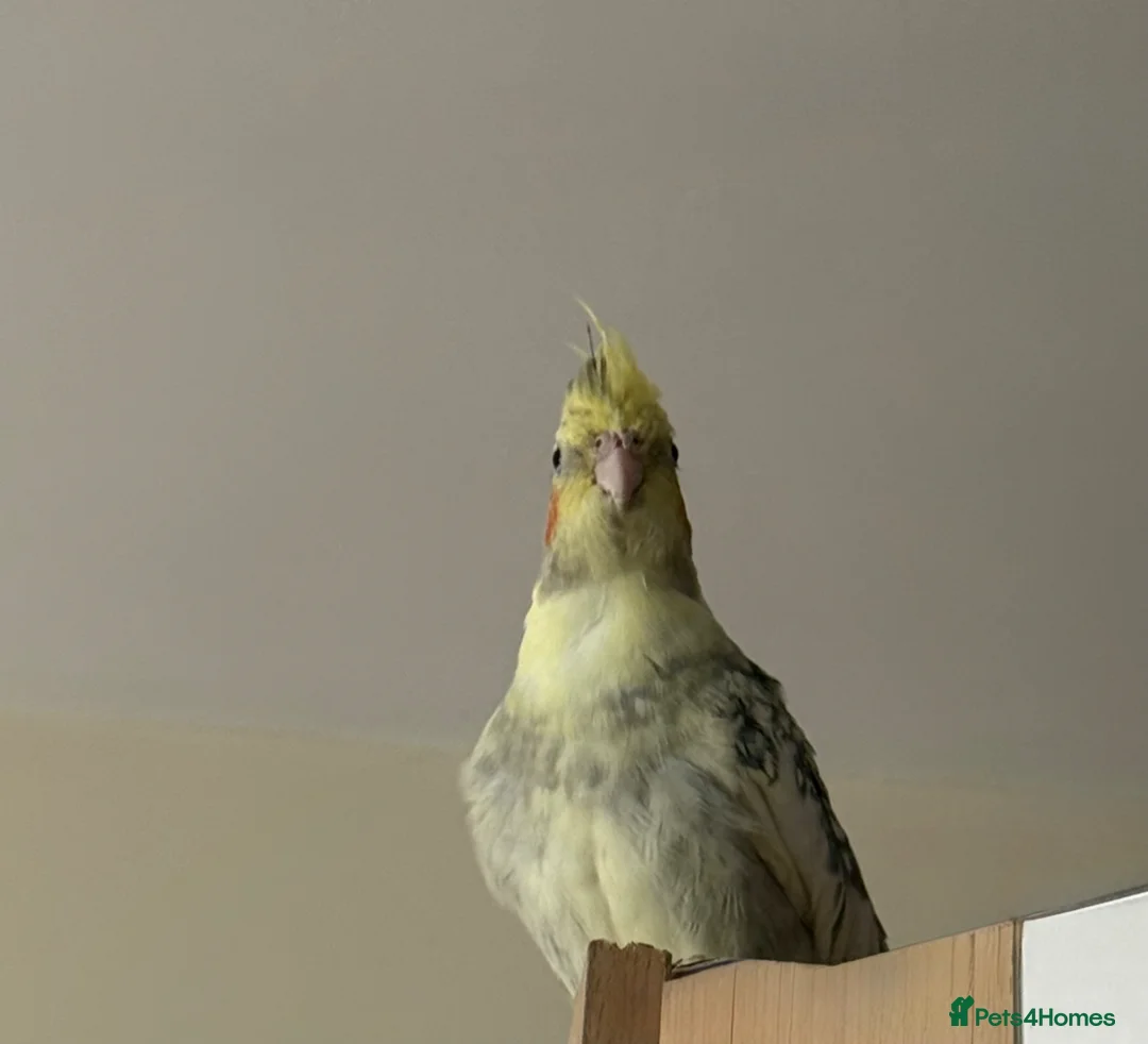 Cockatiels birds for sale: Female Cockatiel Looking for a Loving Home in Spalding - Advert 1