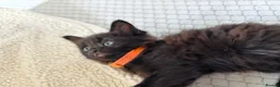 Mixed Breed cats for sale: Kittens in North Walsham - Advert 8