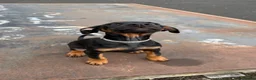 Dobermann dogs for sale: 1 FEMALE READY TO LEAVE NOW!! | Doberman pups!  - Advert 5