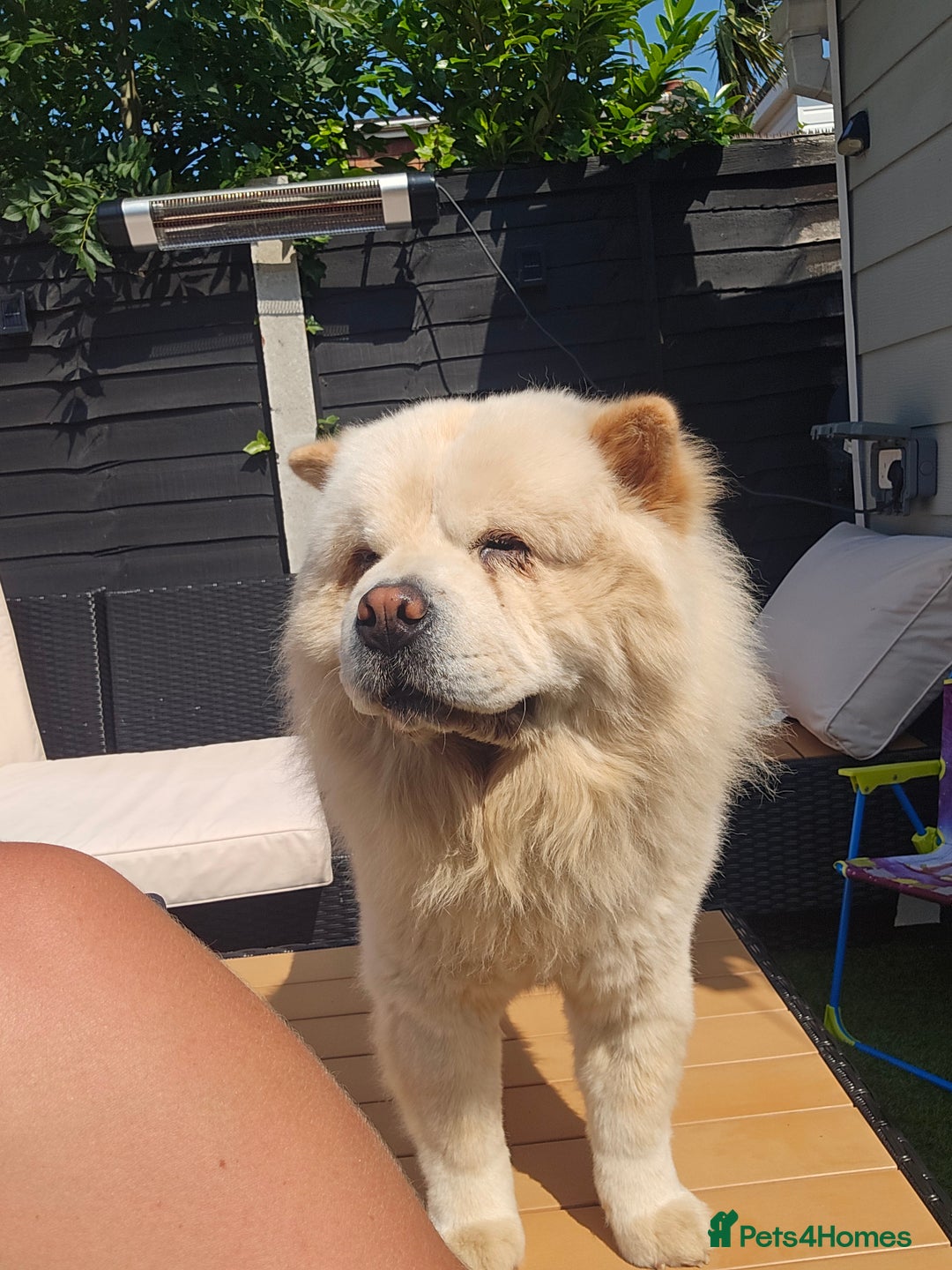 Chow Chow dogs for sale: Bear the chow chow - Image 8