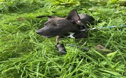 Mixed Breed dogs for sale: Coco canine  - Image 4