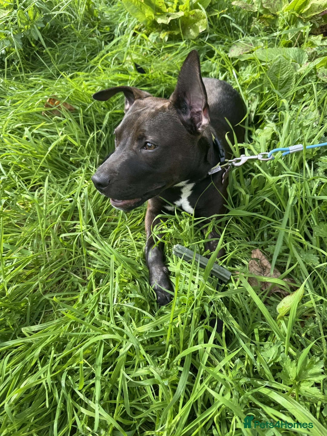 Mixed Breed dogs for sale: Coco canine  - Image 4