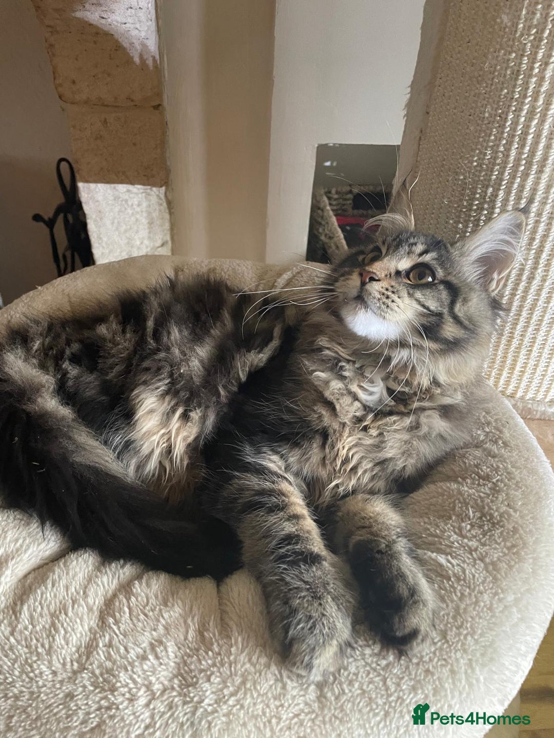 Maine Coon cats for sale: Stunning Maine Coon kittens - Advert 7
