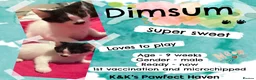 Domestic Shorthair cats for sale: Kittens & cats for adoption  - Advert 11