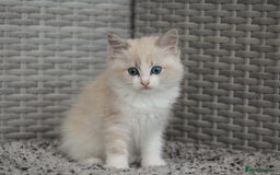 Ragdoll cats for sale: 🐈✨ Tica Registered Ragdoll Kittens in Tamworth - Image 4