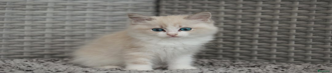 Jaffa 🤍
