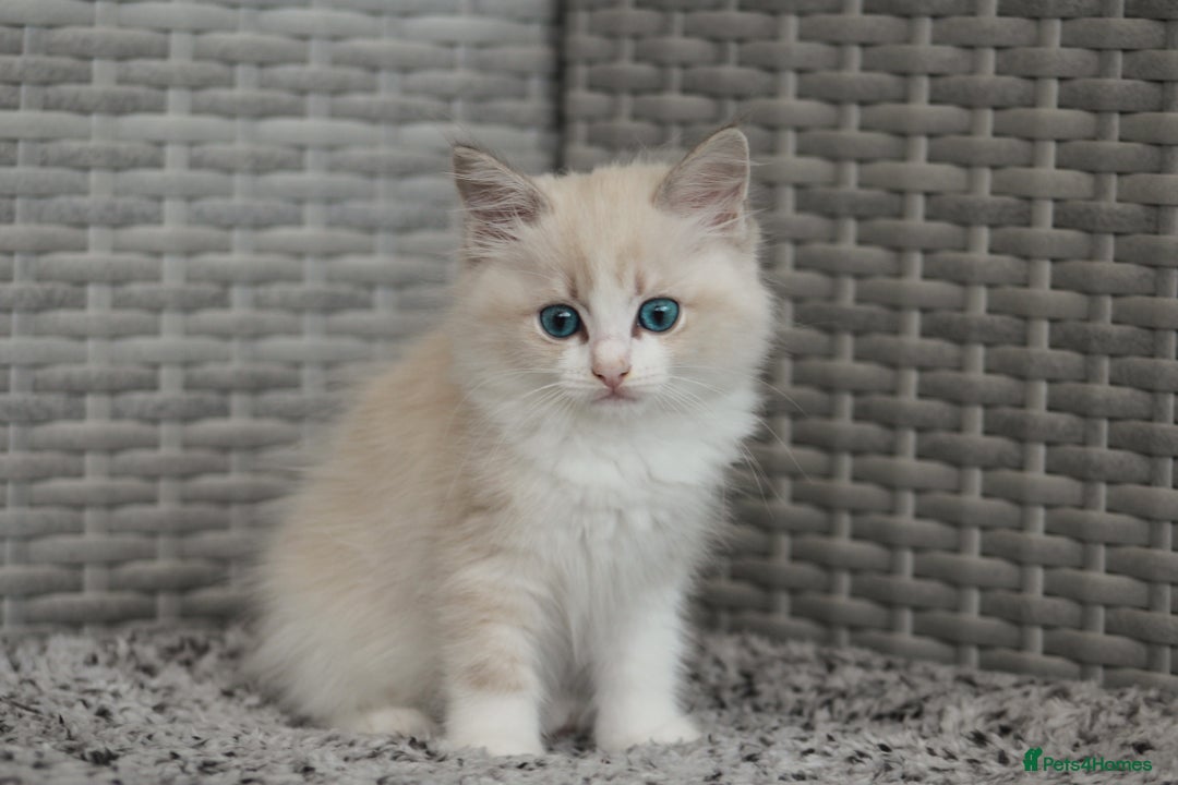 Ragdoll cats for sale: 🐈✨ Tica Registered Ragdoll Kittens in Tamworth - Image 4