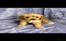 Cavapoo dogs for sale: Stunning rare colour F1 Cavapoo’s  - Image 8