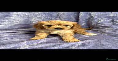 Cavapoo dogs - Advert 3