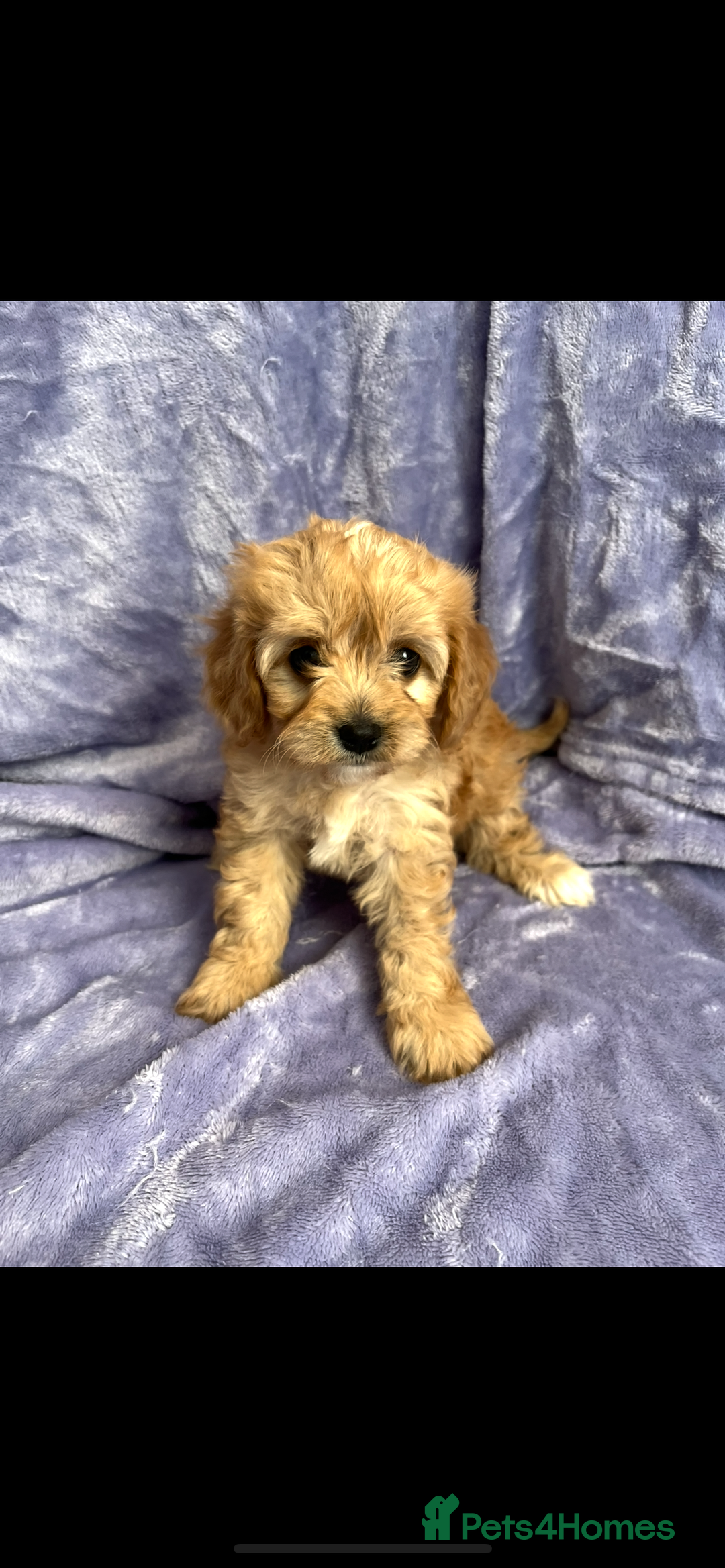 Cavapoo dogs for sale: Stunning rare colour F1 Cavapoo’s  - Image 8