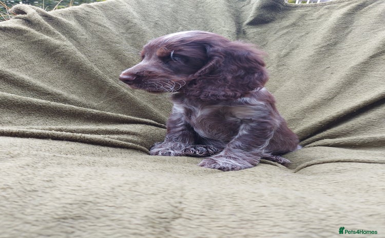 Cocker Spaniel dogs - Advert 11