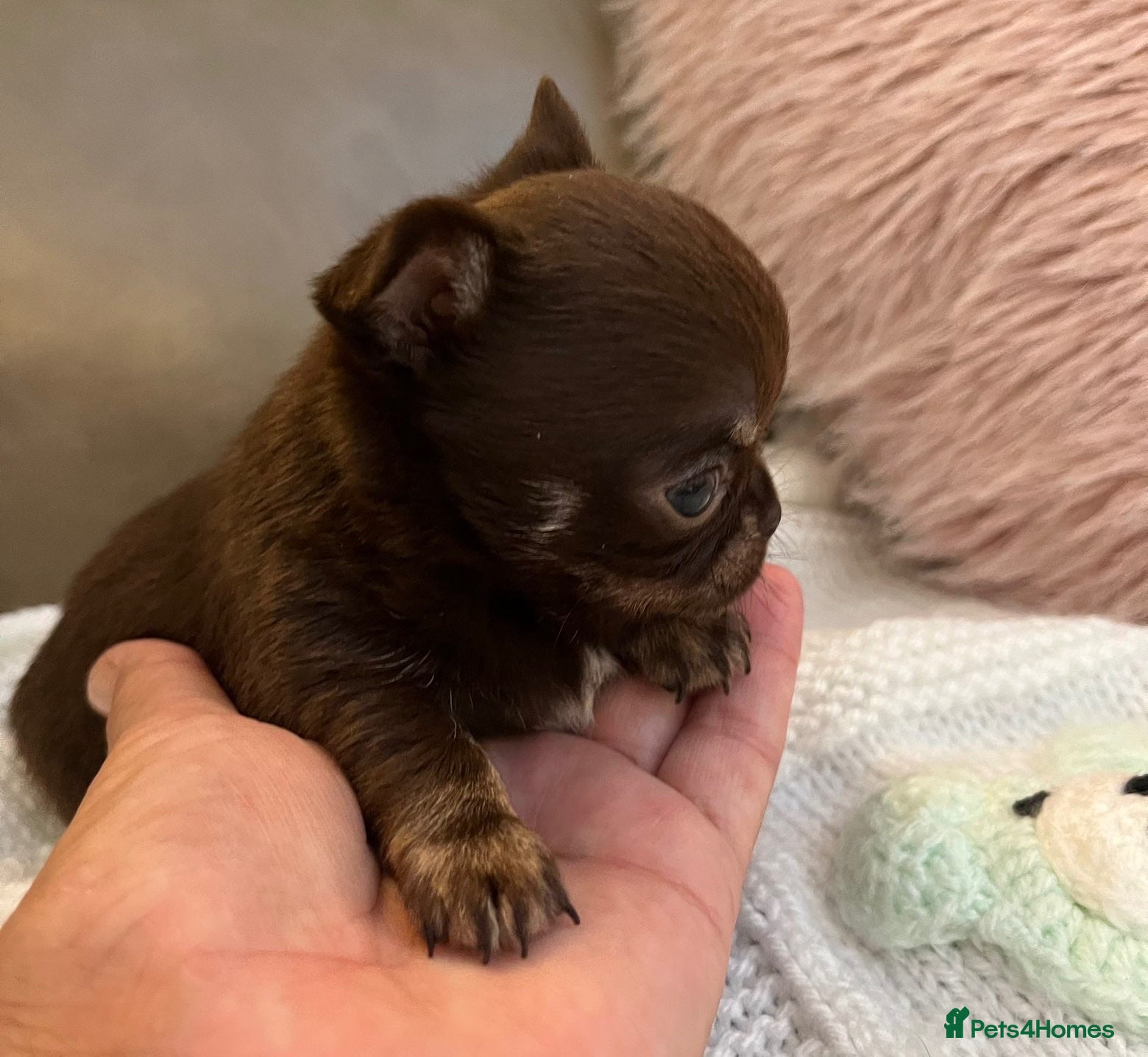 Chihuahua dogs BEAUTIFUL TINY CHOCOLATE BOY - Advert 19