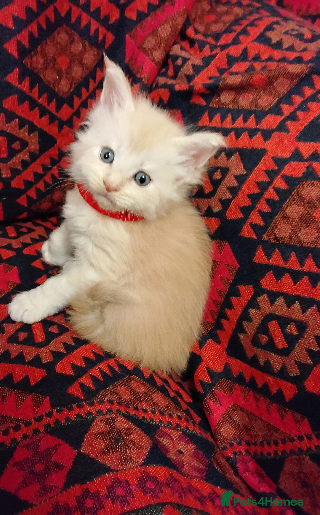 Maine Coon cats for sale: Exceptional Maine Coon kittens available - Advert 9