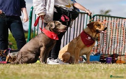 Labrador Retriever dogs for sale: Quality KC reg labs (ideal assistance/therapy dog) - Image 7