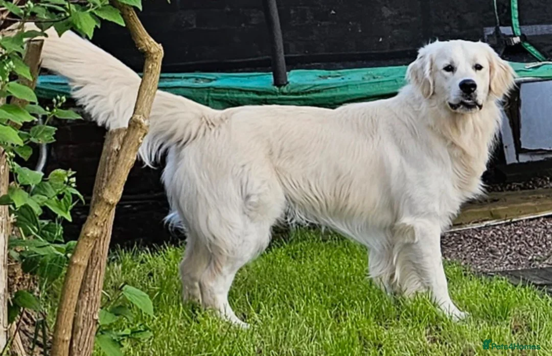 Golden Retriever dogs for stud:   ICT CLEAR Proven Golden Retriever for stud in Manchester - Advert 30