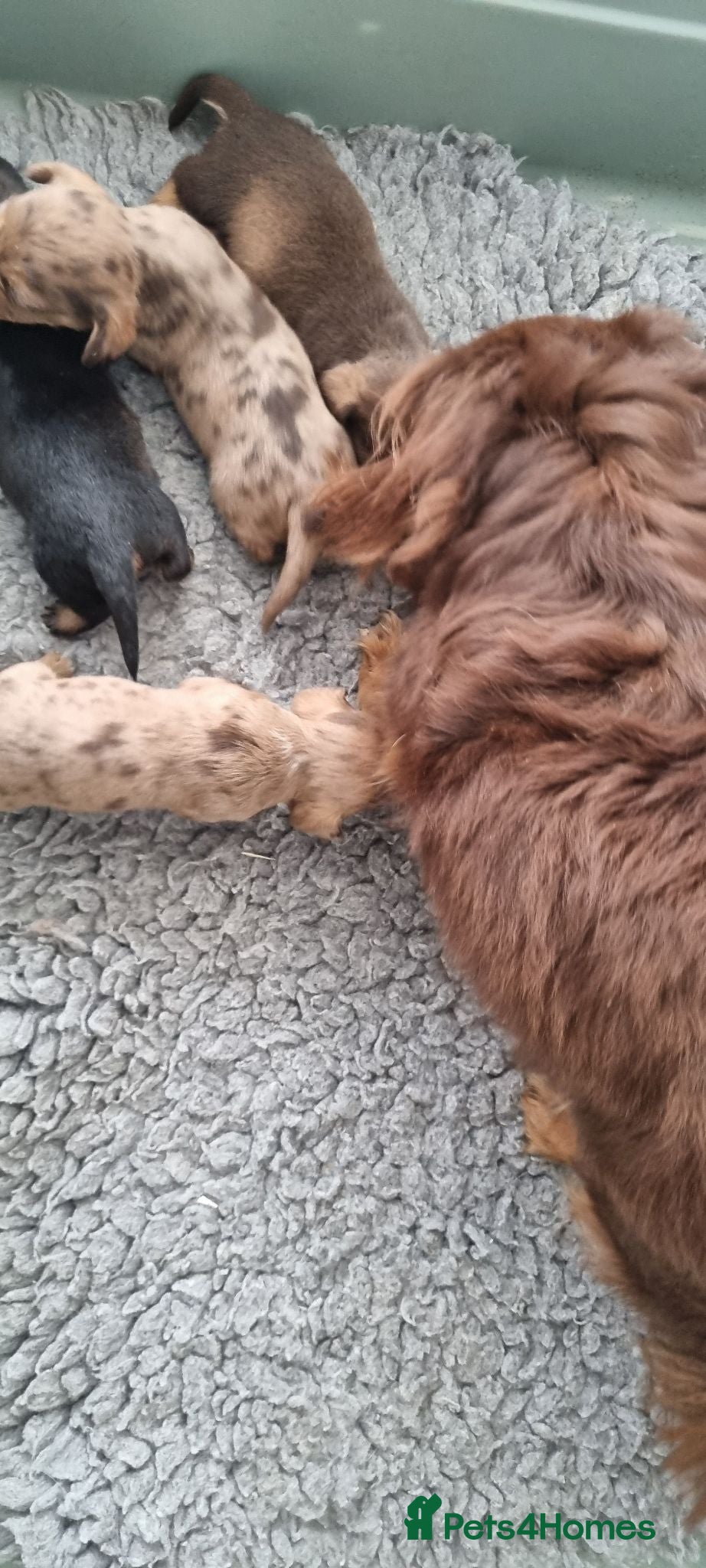 Mixed Breed dogs Wire Dachshund x Pomeranian - Advert 1