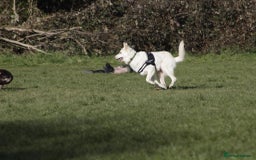 German Shepherd dogs for sale: White german sheperd  - Image 15