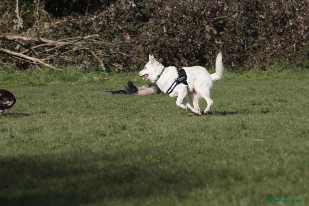 German Shepherd dogs for sale: White german sheperd  - Image 15