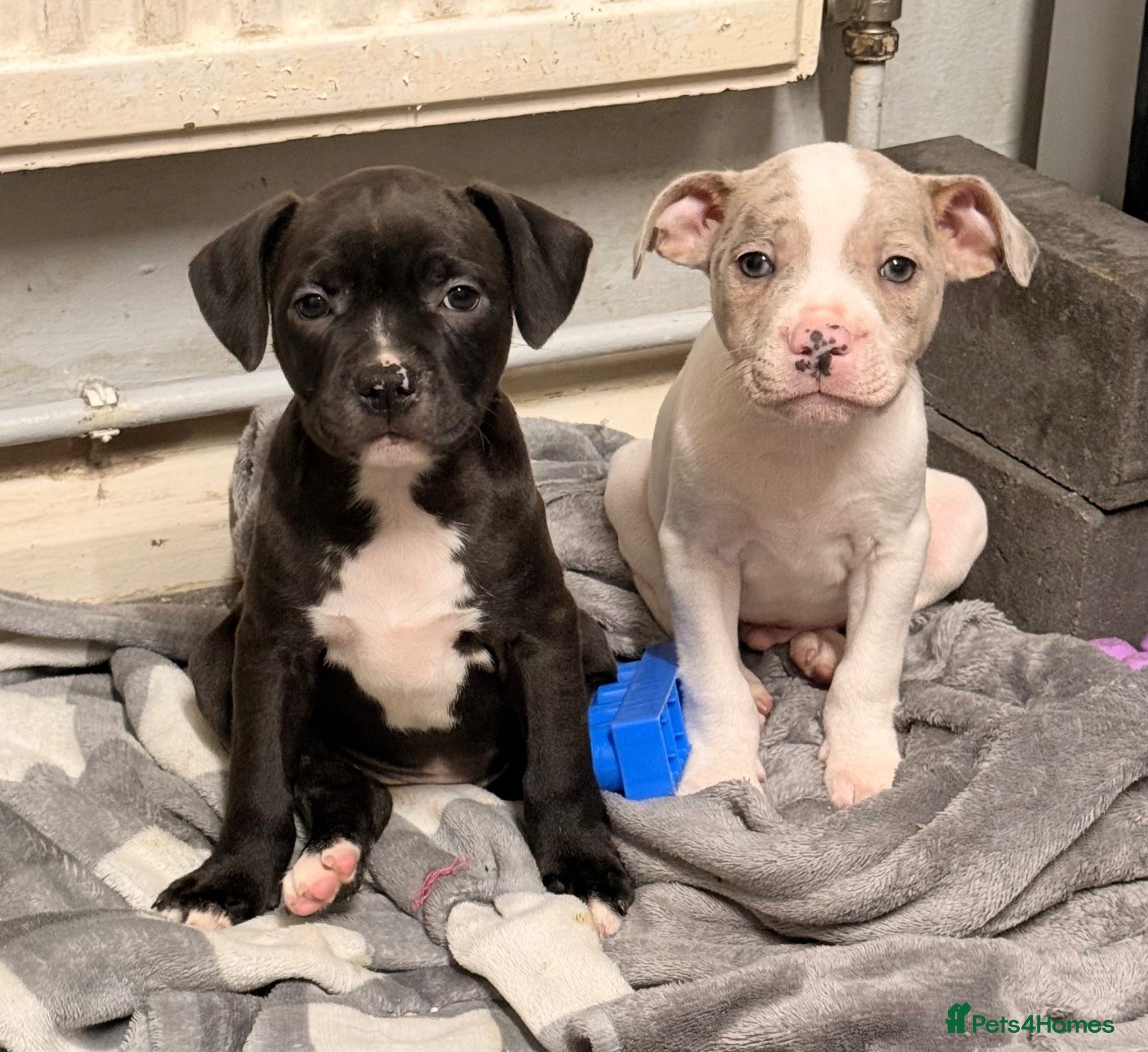 Staffordshire Bull Terrier dogs READY TO LEAVE STAFFY PUPS 1 LEFT  - Advert 11