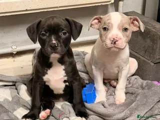 Staffordshire Bull Terrier dogs READY TO LEAVE STAFFY PUPS 1 LEFT - Advert 11