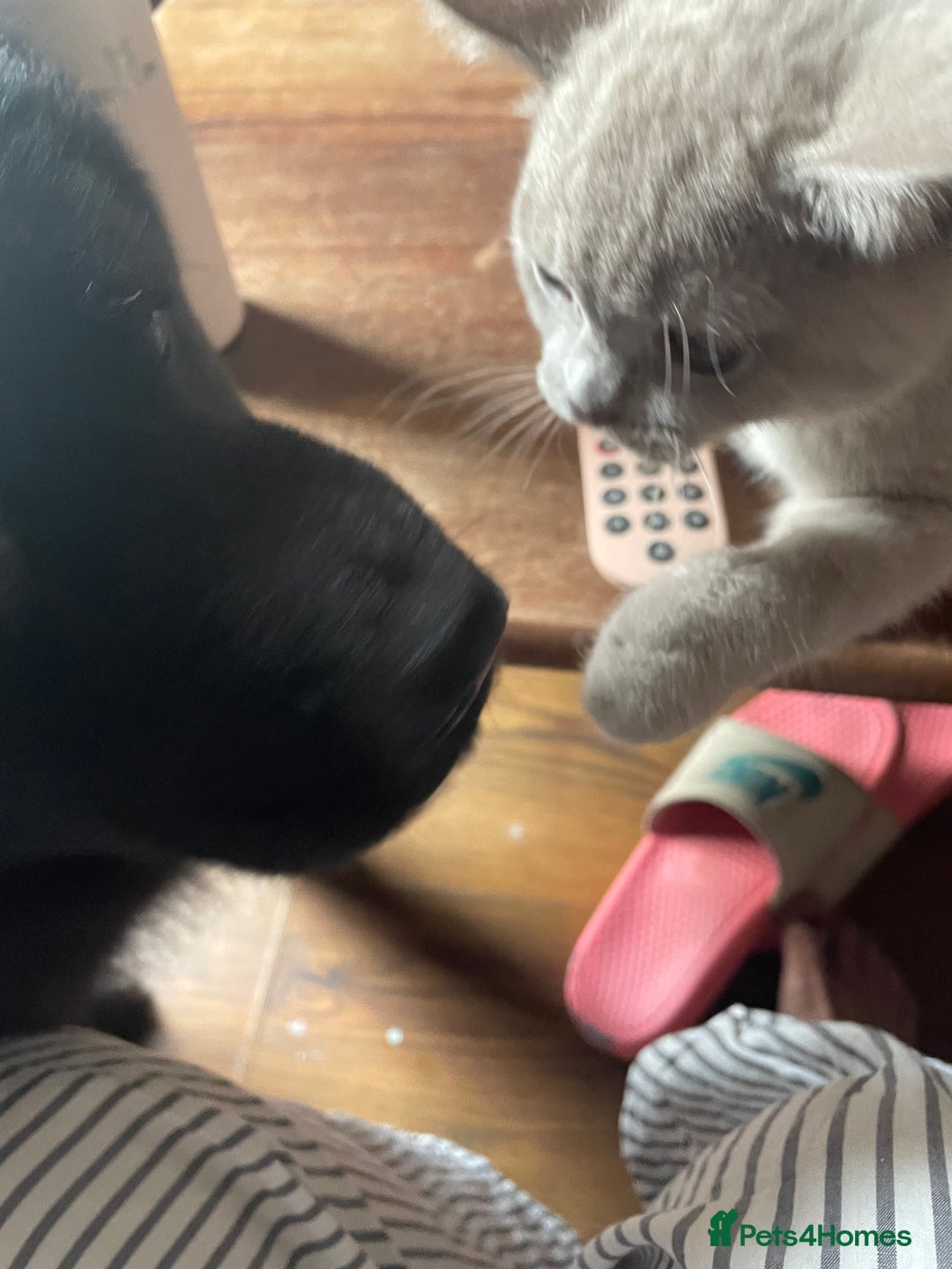 British Shorthair cats for sale: Beautiful British blue Kittens in Sheffield - Image 13