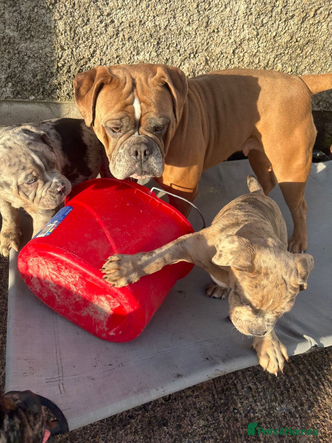 Olde English Bulldogge dogs for sale: 3 male puppy Olde English Bulldogges left - Advert 11